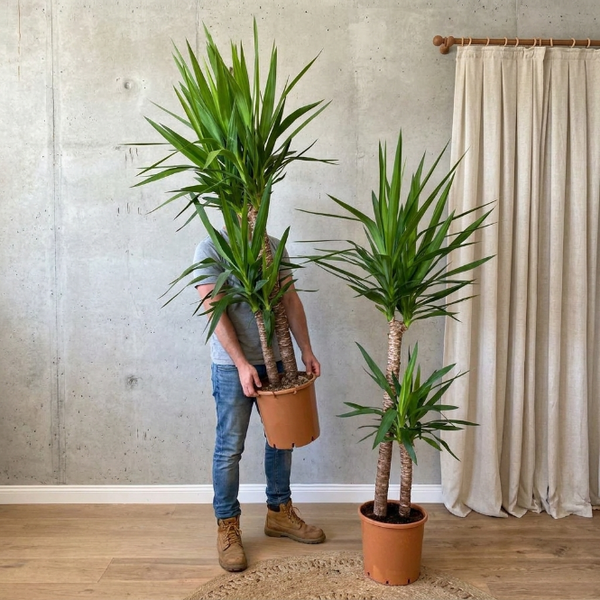 Yucca 2 Gövdeli 110 120 cm Yuka 2 Kollu