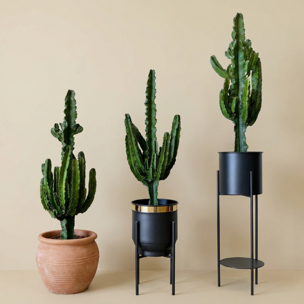 Euphorbia İgens (Eritrea) 60-70 cm | Büyük Boy Dekoratif Kaktüs & İç Mekan Bitkisi