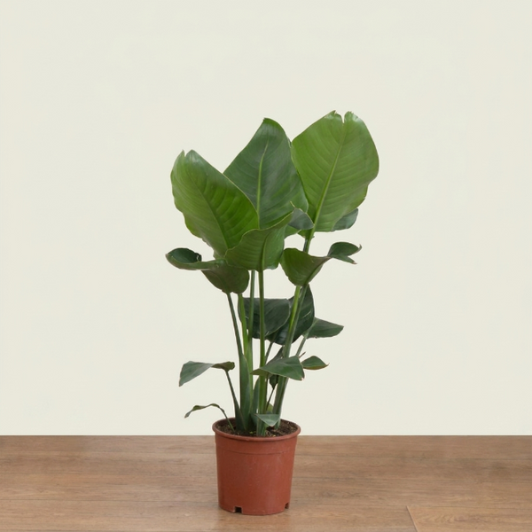 Starliçe Çok Köklü 100-110 cm (Cennet Kuşu Çiçeği) – Strelitzia Nicolai