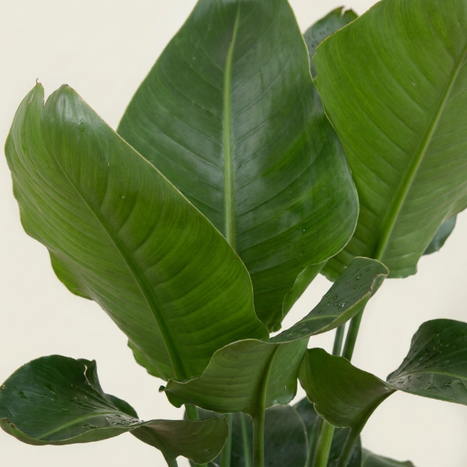 Starliçe Çok Köklü 100-110 cm (Cennet Kuşu Çiçeği) – Strelitzia Nicolai