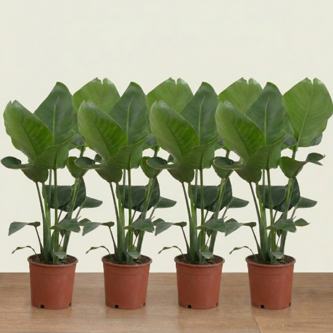 Starliçe Çok Köklü 100-110 cm (Cennet Kuşu Çiçeği) – Strelitzia Nicolai
