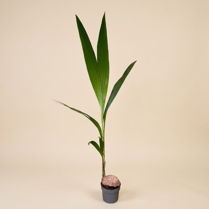 Hindistan Cevizi Palmiyesi XL | Cocos Nucifera | Tropikal İç Mekan Palmiyesi
