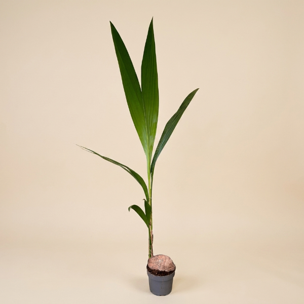 Hindistan Cevizi Palmiyesi XL | Cocos Nucifera | Tropikal İç Mekan Palmiyesi