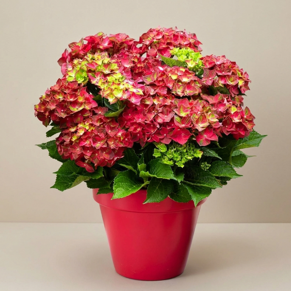 Kırmızı Ortanca Çiçeği Canlı Bitki | Hydrangea Macrophylla Saksılı Dekoratif Bahçe ve Balkon Bitkisi