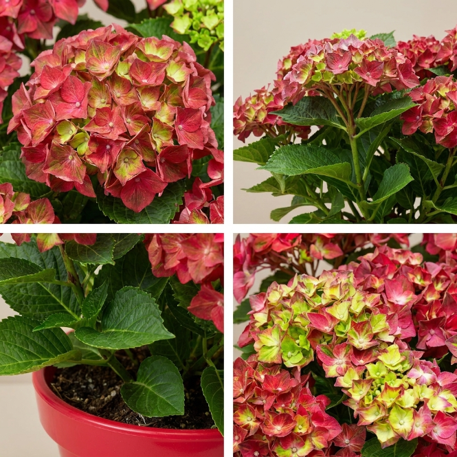 Kırmızı Ortanca Çiçeği Canlı Bitki | Hydrangea Macrophylla Saksılı Dekoratif Bahçe ve Balkon Bitkisi