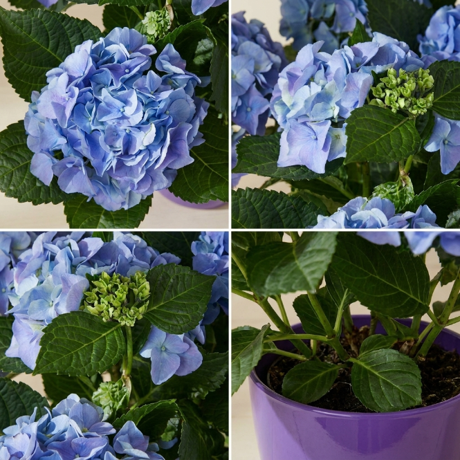 Hydrangea macrophylla Ortanca Canlı Bitki Mor Pembe Kırmızı Çiçekli | Dekoratif Bahçe ve Salon Bitkisi