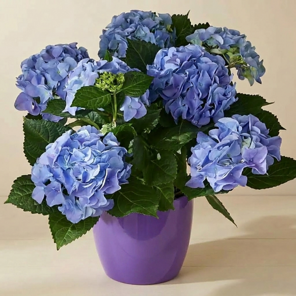 Hydrangea macrophylla Ortanca Canlı Bitki Mor Pembe Kırmızı Çiçekli | Dekoratif Bahçe ve Salon Bitkisi