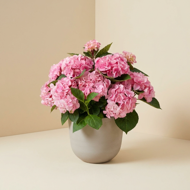 Pembe Ortanca Çiçeği Canlı Bitki | Hydrangea Macrophylla Saksılı Dekoratif Bahçe Balkon Bitkisi