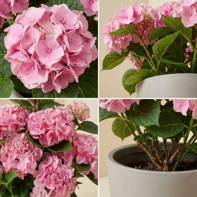 Pembe Ortanca Çiçeği Canlı Bitki | Hydrangea Macrophylla Saksılı Dekoratif Bahçe Balkon Bitkisi