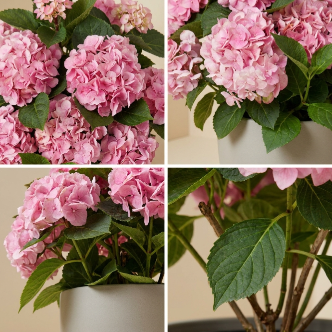 Pembe Ortanca Çiçeği Canlı Bitki | Hydrangea Macrophylla Saksılı Dekoratif Bahçe Balkon Bitkisi