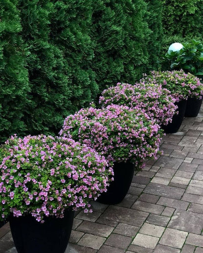 XXL Kasımpatı (Chrysanthemum morifolium)