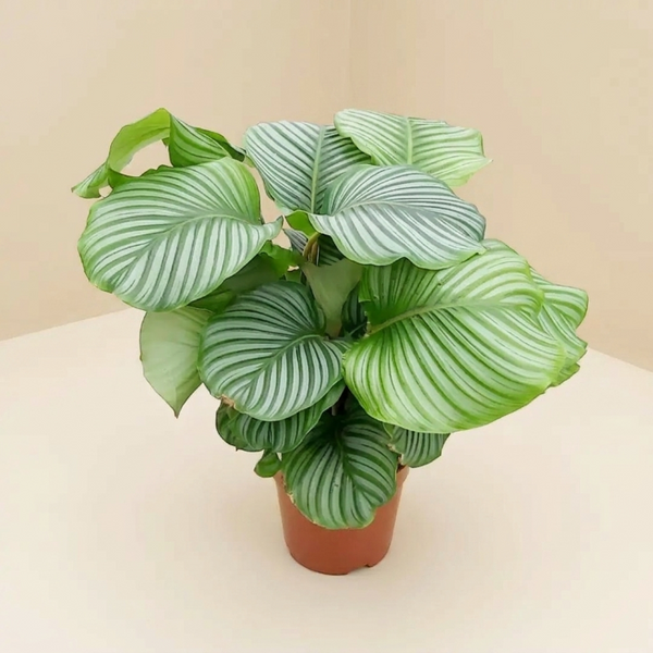 Calathea Orbifolia – Büyük Yapraklı Dekoratif Salon Bitkisi
