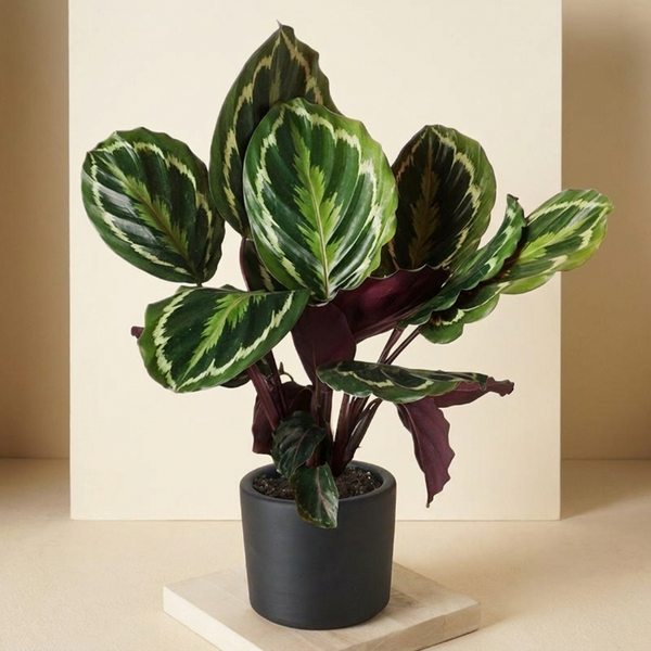 Calathea Medallion 45-55 cm – Desenli Yapraklı Tropikal Salon Bitkisi