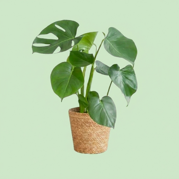 Monstera Deve Tabanı (Masa Boy) – Dekoratif İç Mekan Salon Bitkisi