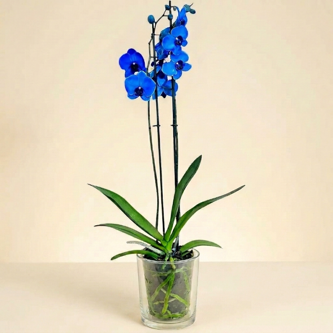 Orkide Mavi Çift Dallı İthal (Phalaenopsis)