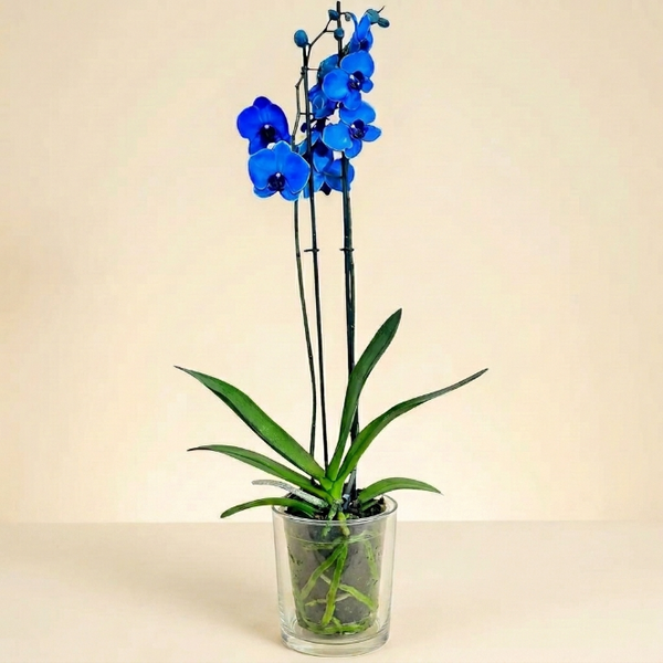 Orkide Mavi Çift Dallı İthal (Phalaenopsis)