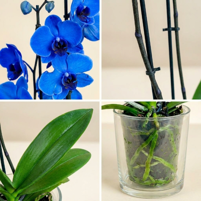 Orkide Mavi Çift Dallı İthal (Phalaenopsis)