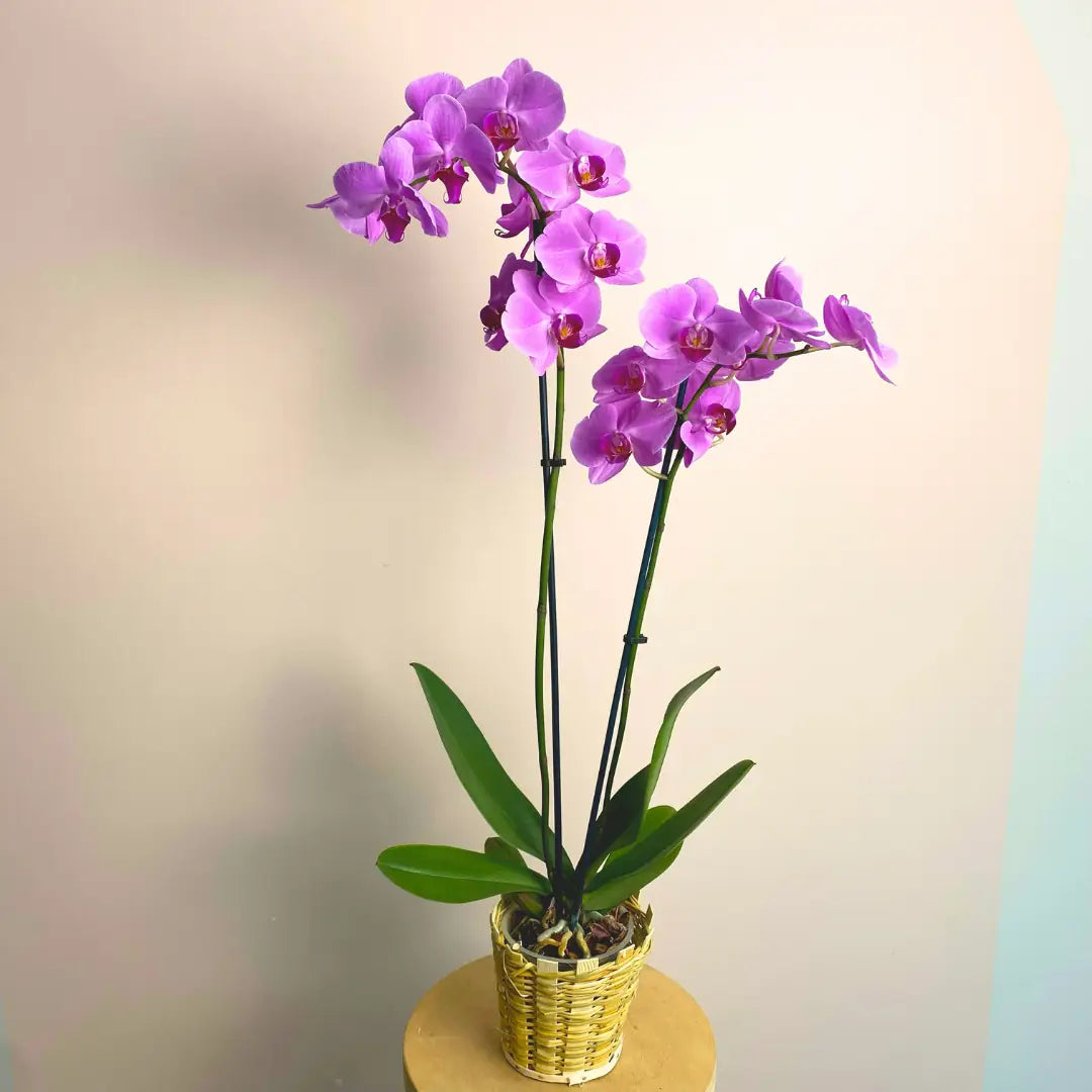 İthal Mor Orkide - Çift Dallı Canlı Phalaenopsis Orkide