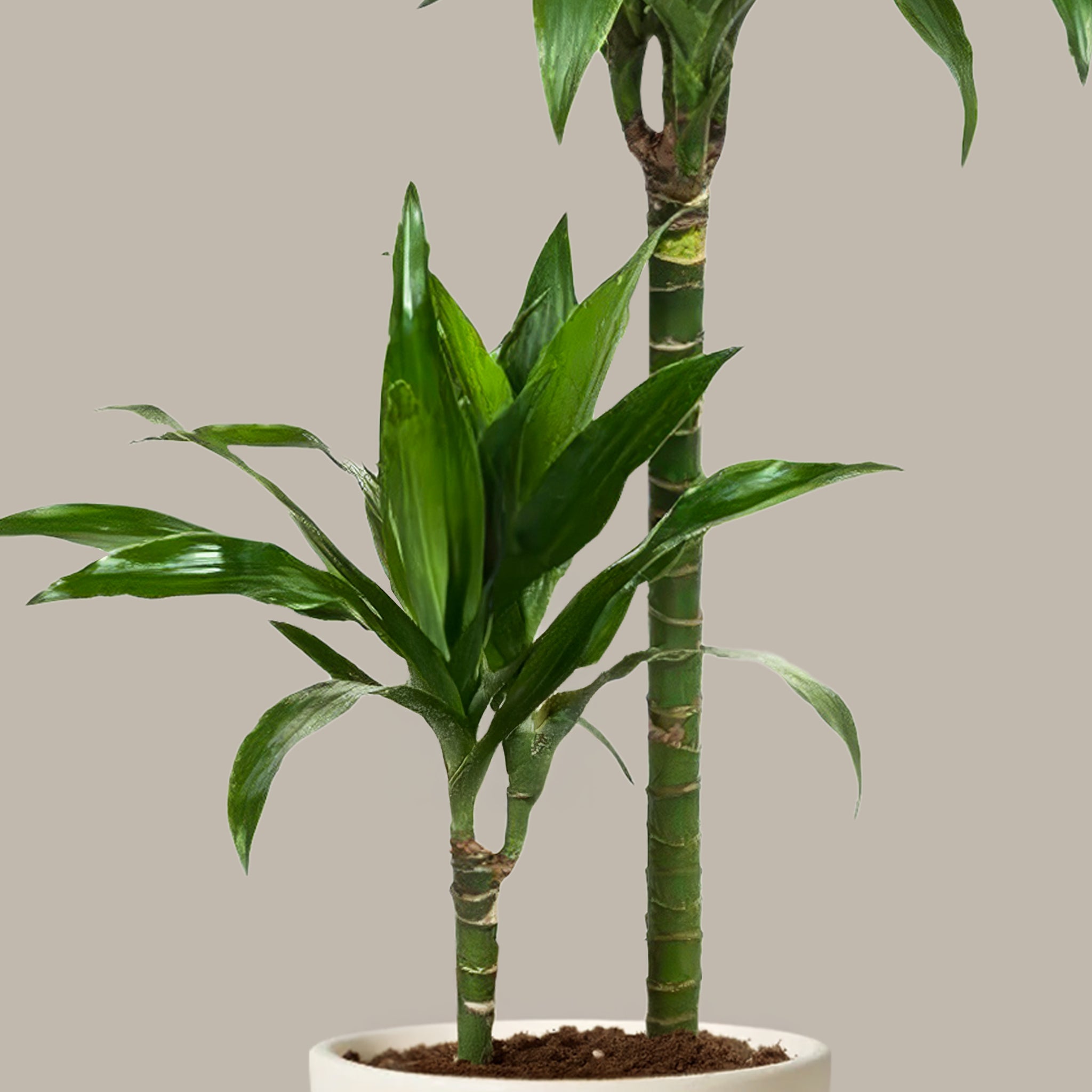Janet Craig 2 Gövdeli-Dracena Fragrans