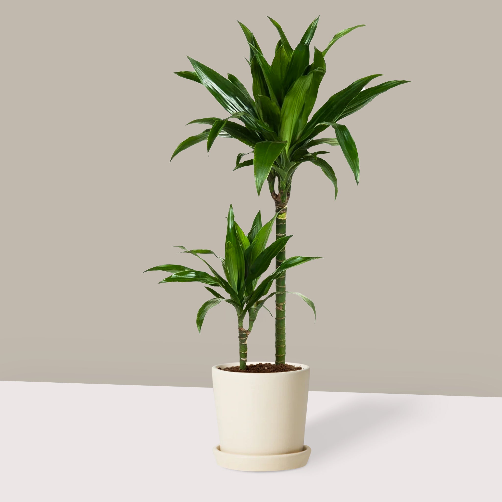 Janet Craig 2 Gövdeli-Dracena Fragrans