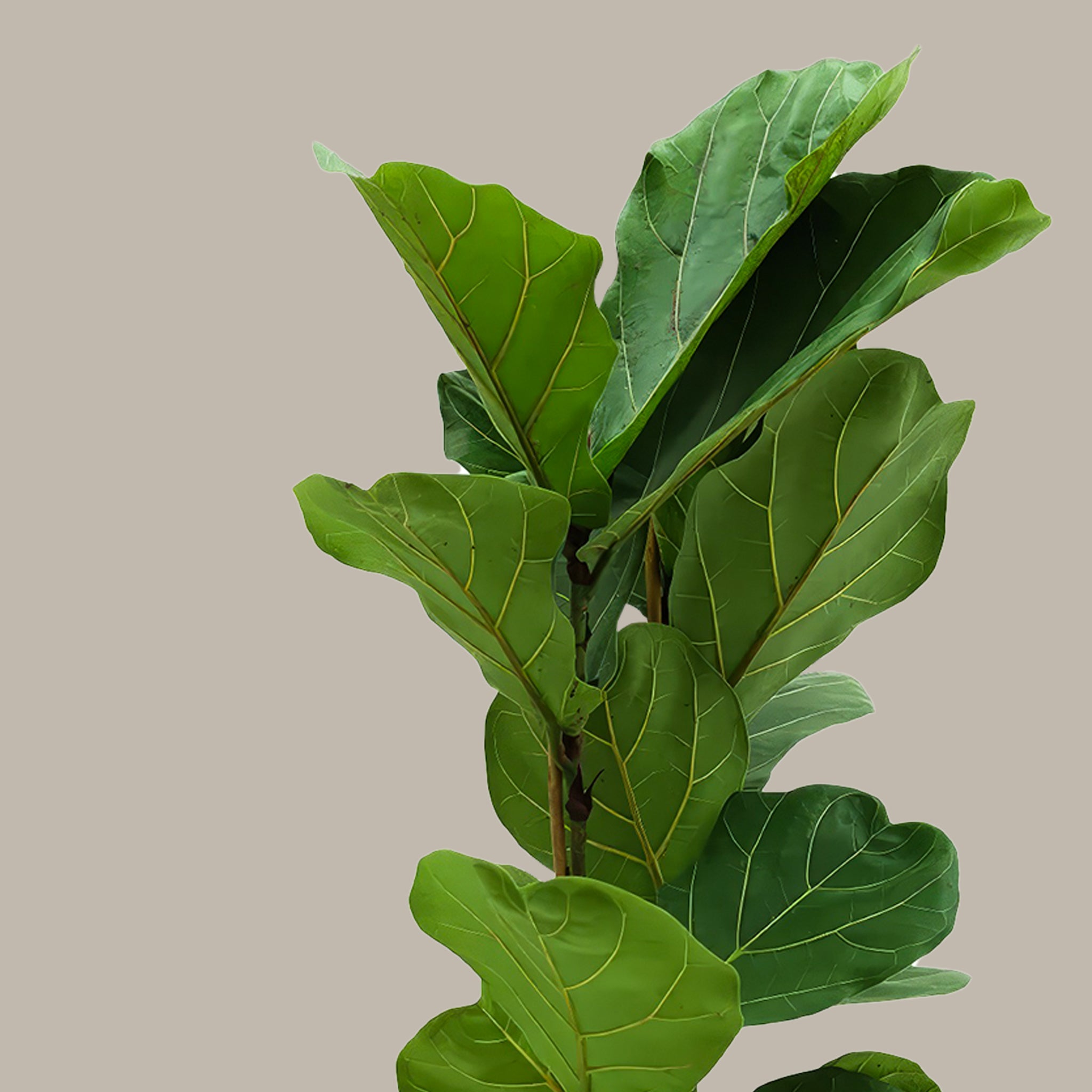 Kauçuk Çiçeği Keman Yapraklı 2 Gövdeli