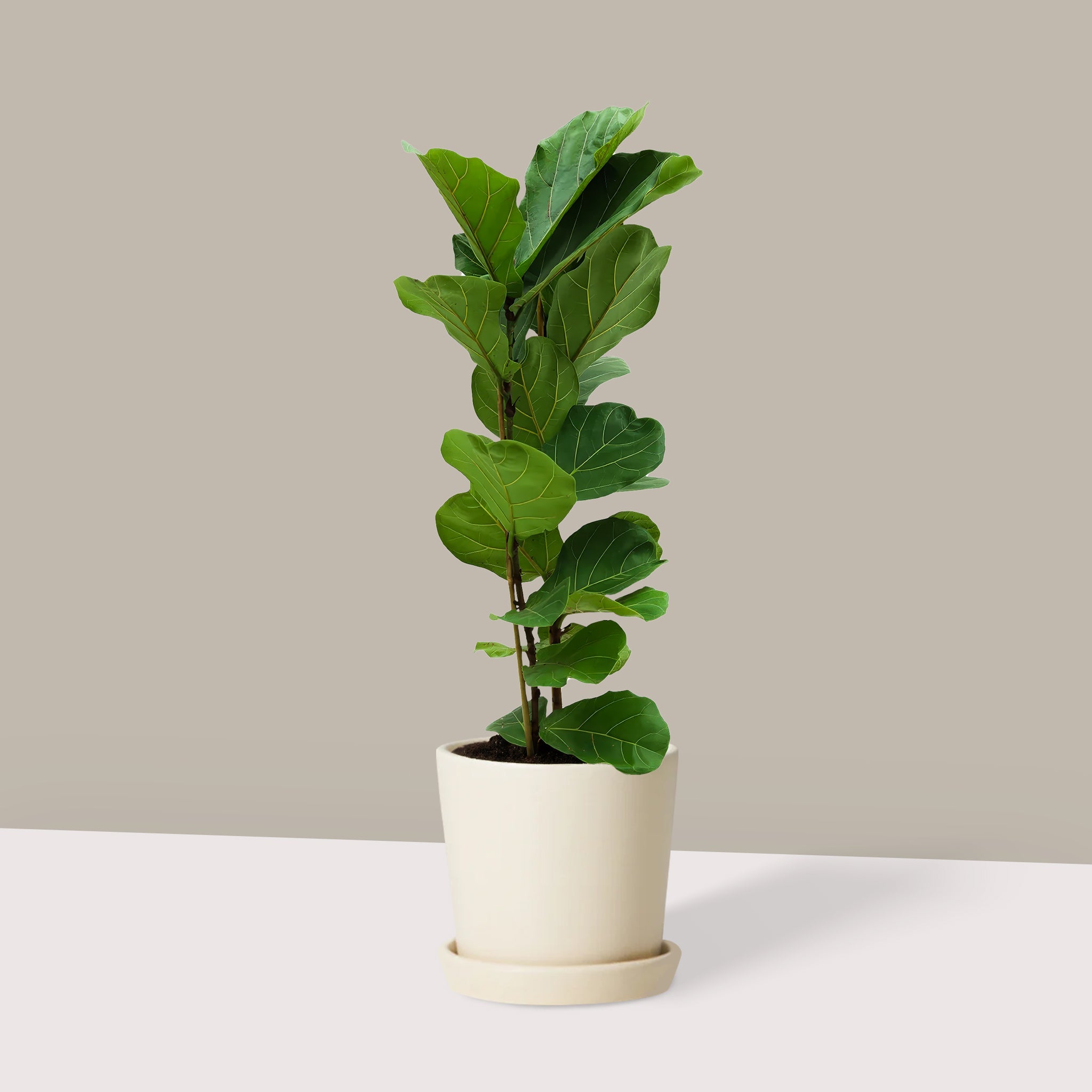 Kauçuk Çiçeği Keman Yapraklı 2 Gövdeli