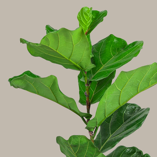 Kauçuk Çiçeği Keman Yapraklı (Ficus Lyrata)