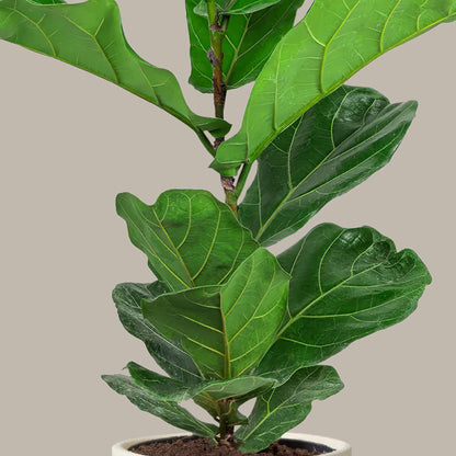 Kauçuk Çiçeği Keman Yapraklı (Ficus Lyrata)
