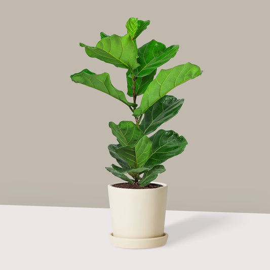 Kauçuk Çiçeği Keman Yapraklı (Ficus Lyrata)