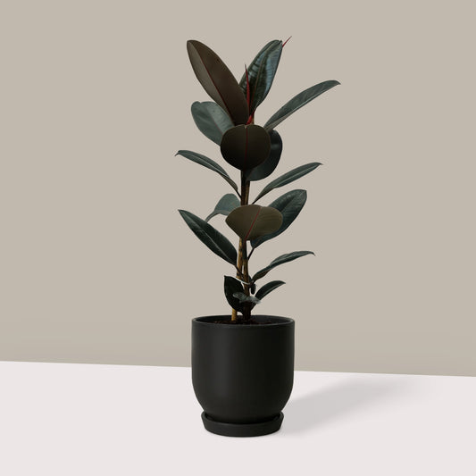 Kauçuk Çiçeği Siyah (Ficus Elastica Abidjan-Tek Köklü)