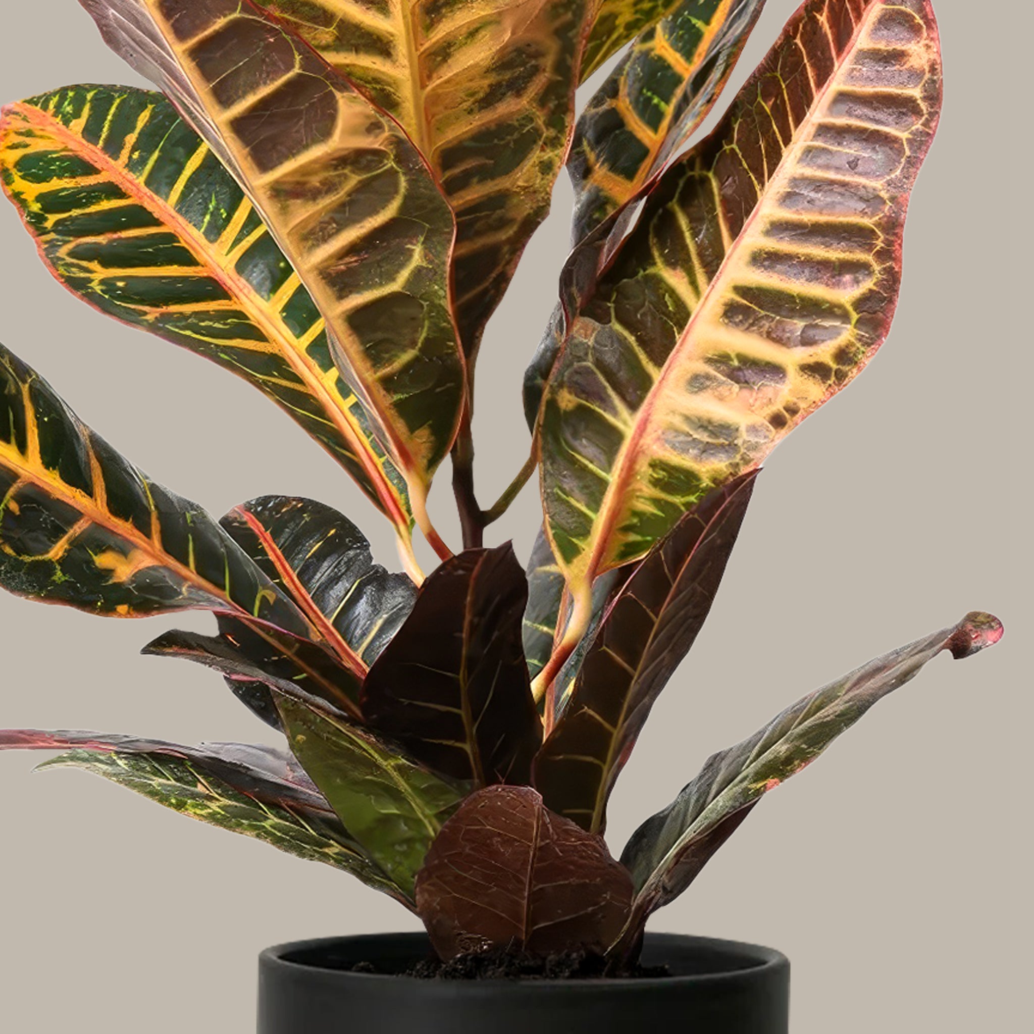 Kraton Çiçeği Petra Croton Petra Curvy