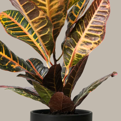 Kraton Çiçeği Petra (Croton Petra) Curvy
