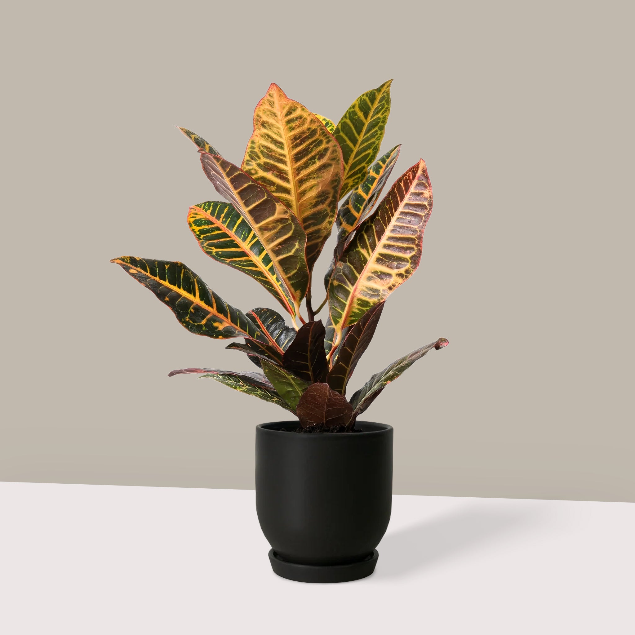 kroton-çiçek-bitki