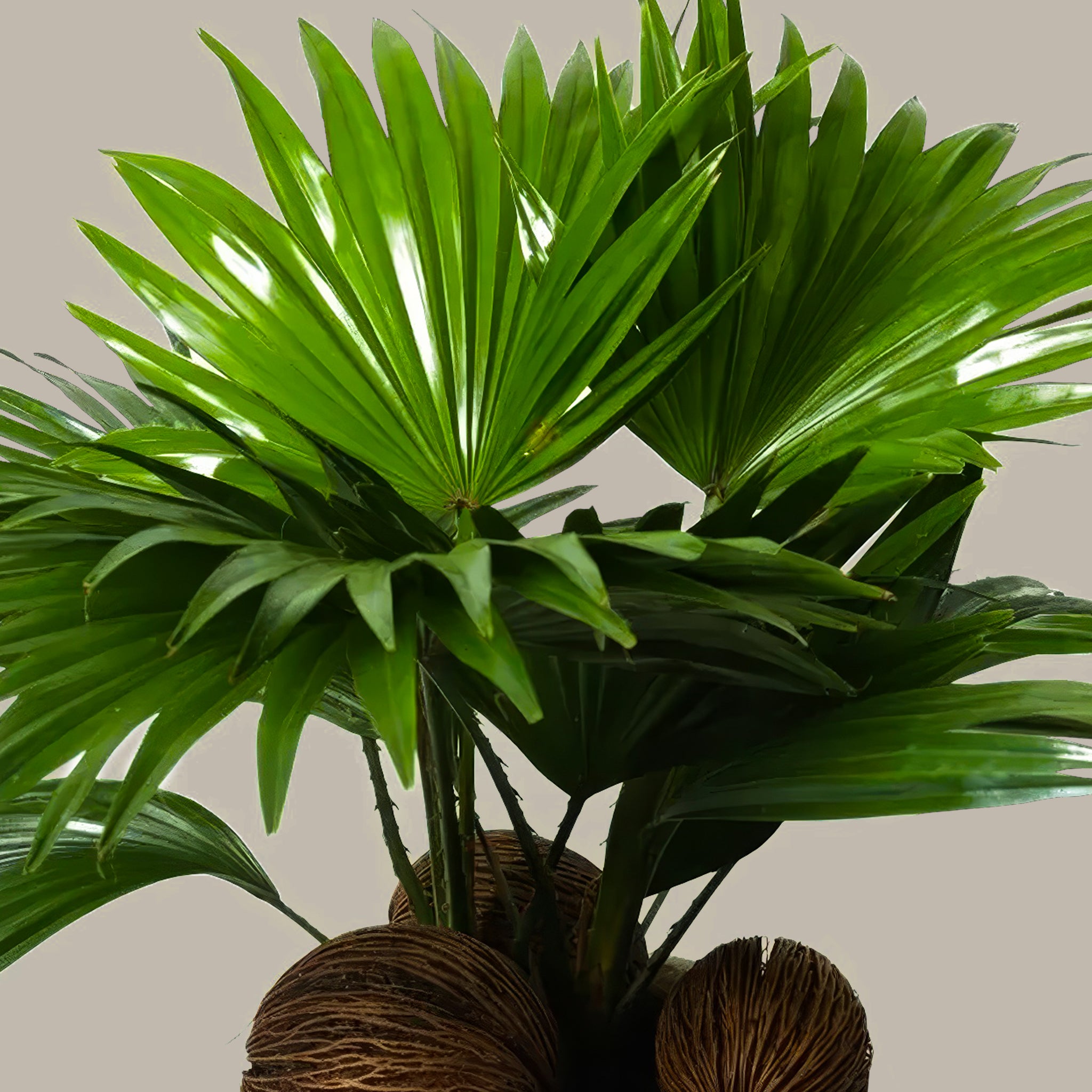 Livistona Palmiyesi Livistona Rotundifolia