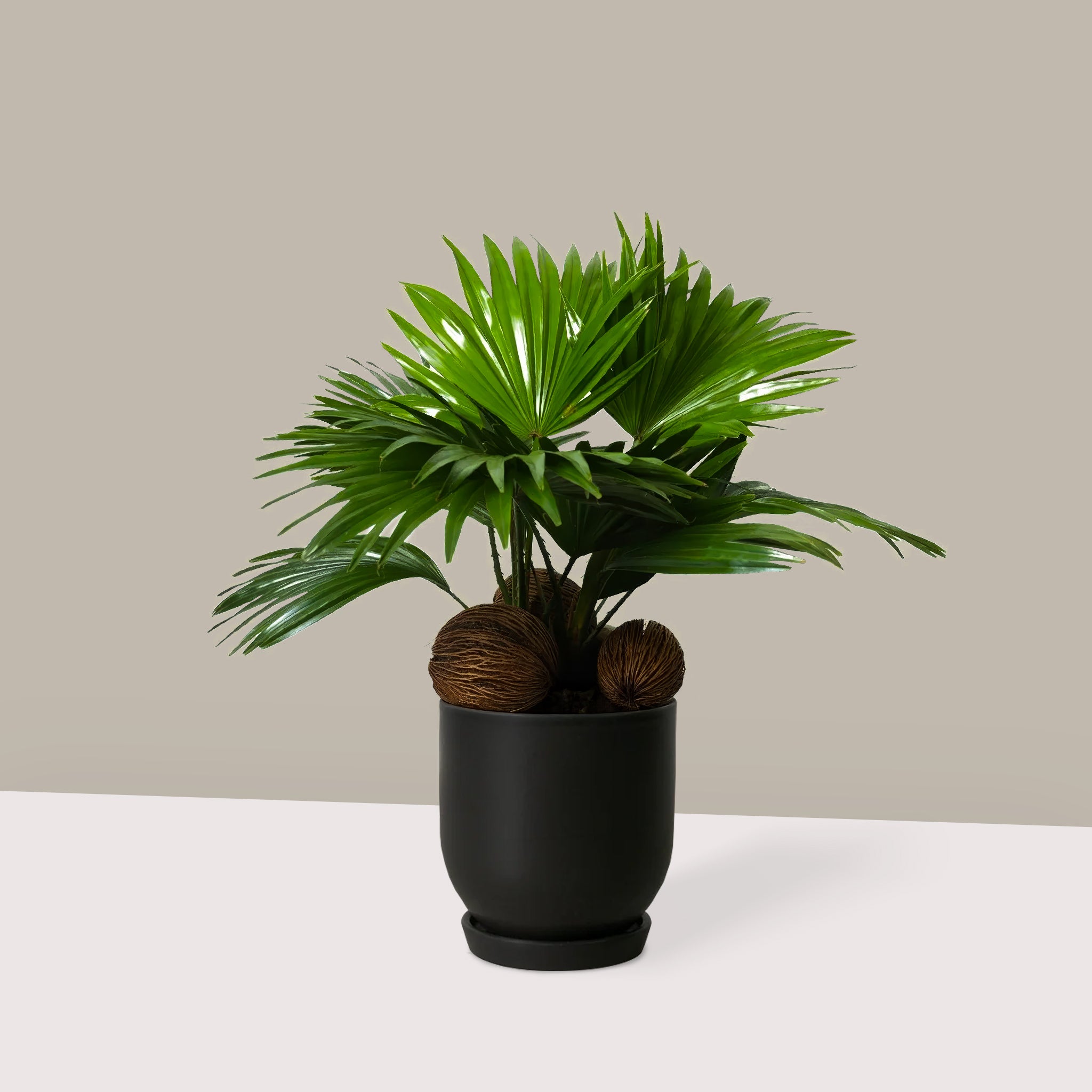 Livistona Palmiyesi Livistona Rotundifolia