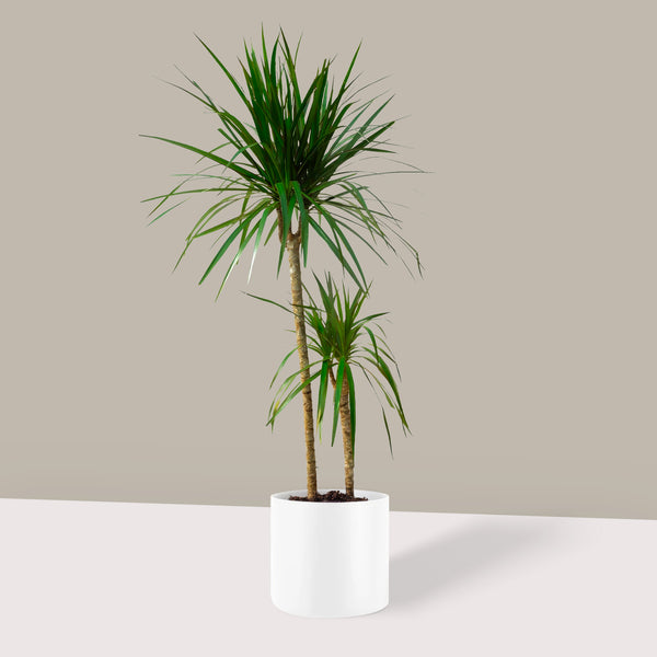 Madagaskar Dragon Ağacı 2 Gövdeli Draçena - Dracena Marginata