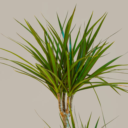Madagaskar Dragon Ağacı 3 Gövdeli