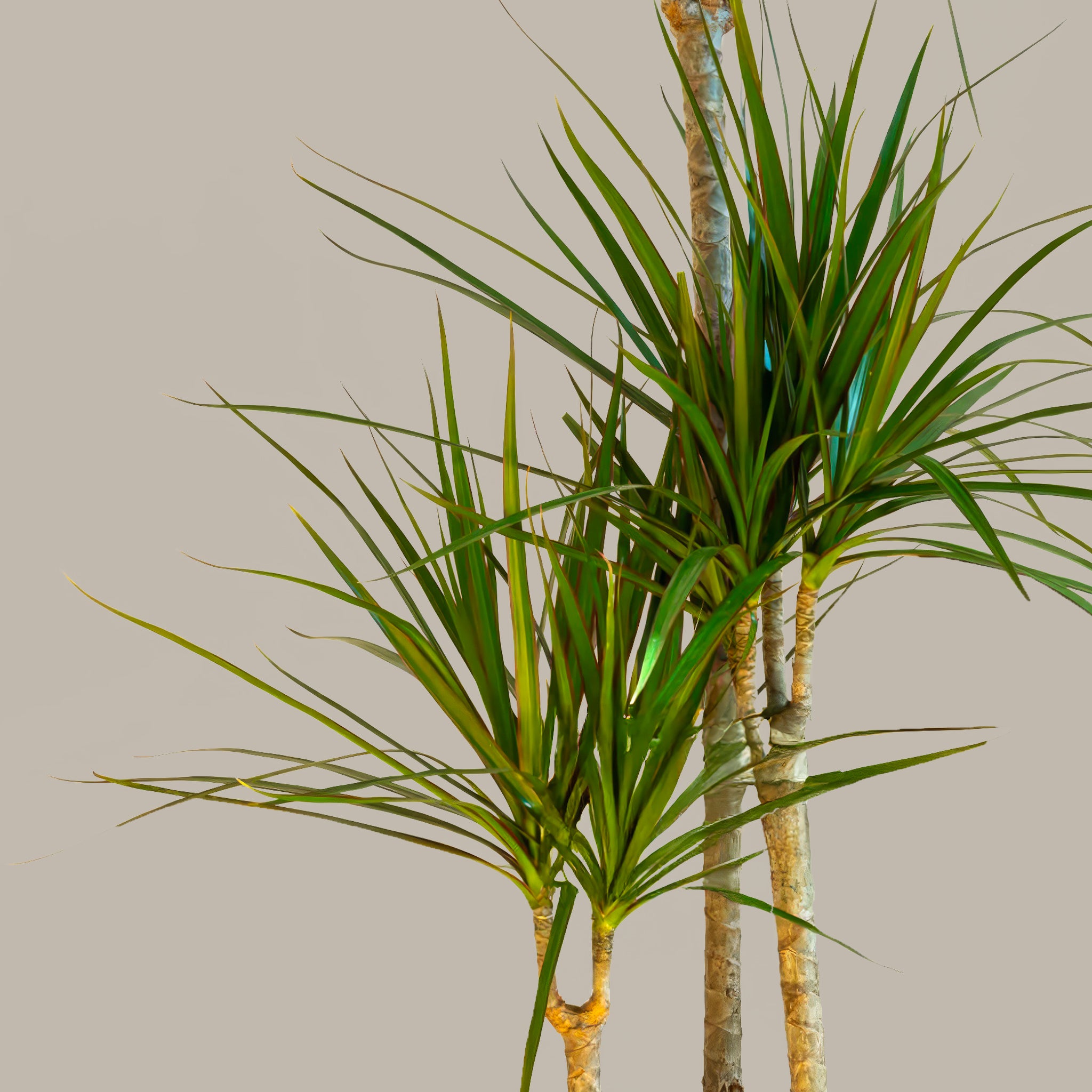 Madagaskar Dragon Ağacı 3 Gövdeli Draçena Dracena Marginata