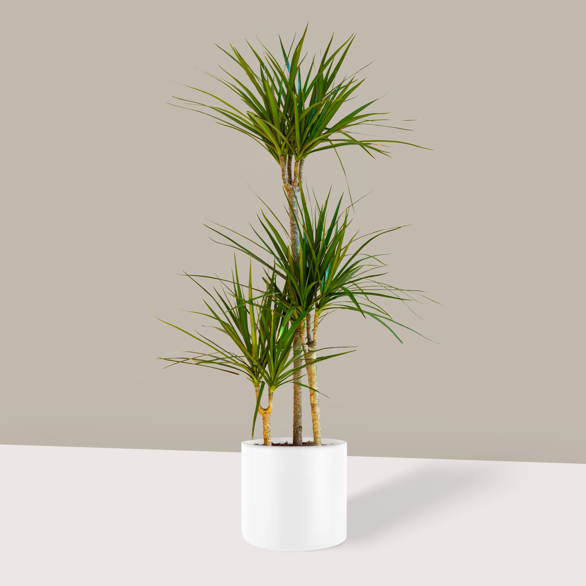 Madagaskar Dragon Ağacı 3 Gövdeli Draçena Dracena Marginata