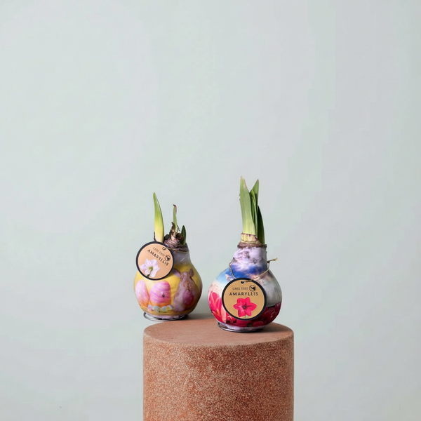 Amaryllis Mum Kaplama Tasarım Dekoratif Çiçek Sulama Gerektirmeyen Koleksiyonluk Bitki