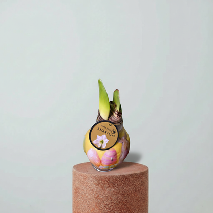 Amaryllis Mum Kaplama Tasarım Dekoratif Çiçek Sulama Gerektirmeyen Koleksiyonluk Bitki