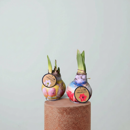 Amaryllis Mum Kaplama Tasarım Dekoratif Çiçek Sulama Gerektirmeyen Koleksiyonluk Bitki