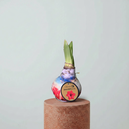 Amaryllis Mum Kaplama Tasarım Dekoratif Çiçek Sulama Gerektirmeyen Koleksiyonluk Bitki