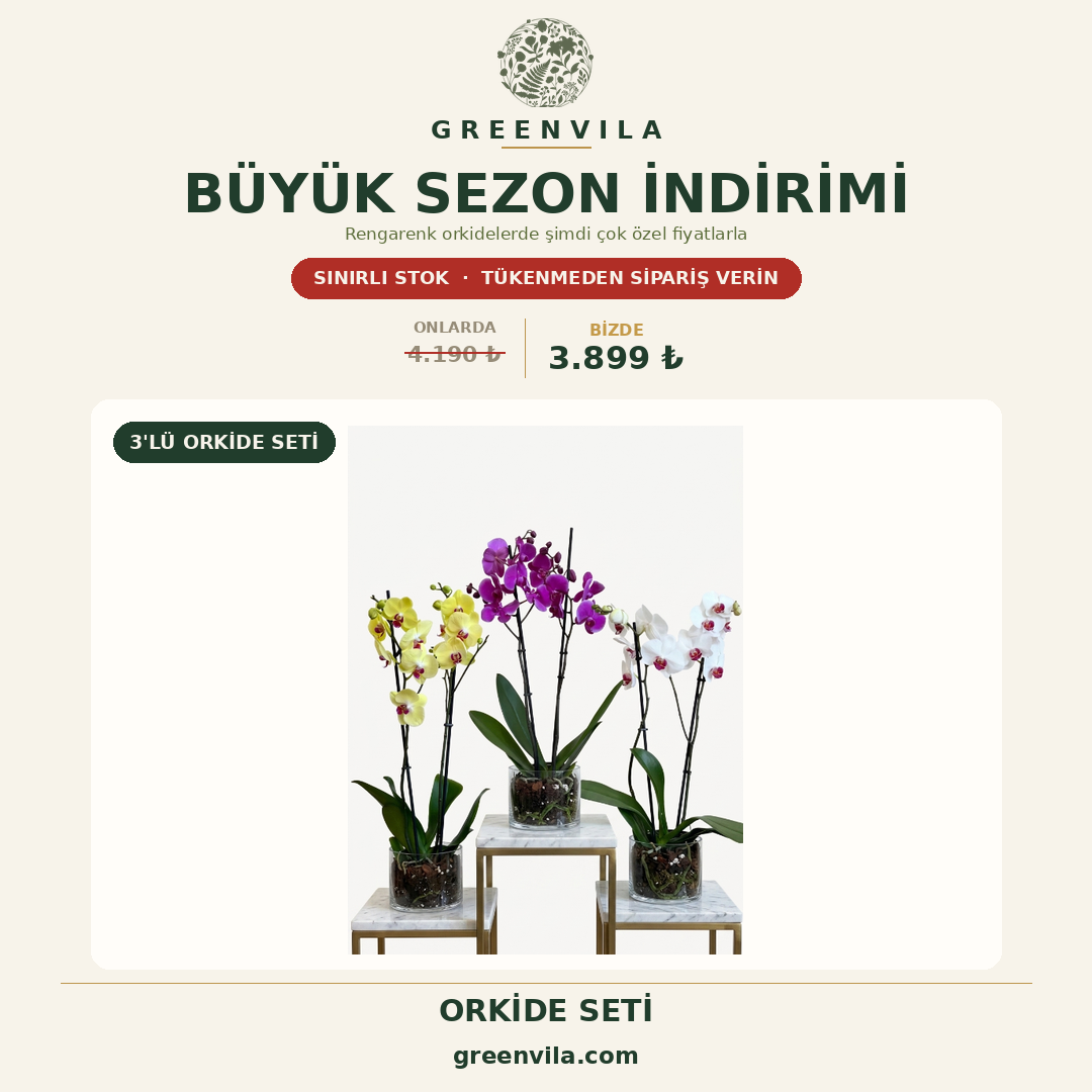 Orkide Üçlü Set Çift Dallı | Şık ve Zarif Orkide Bitkisi