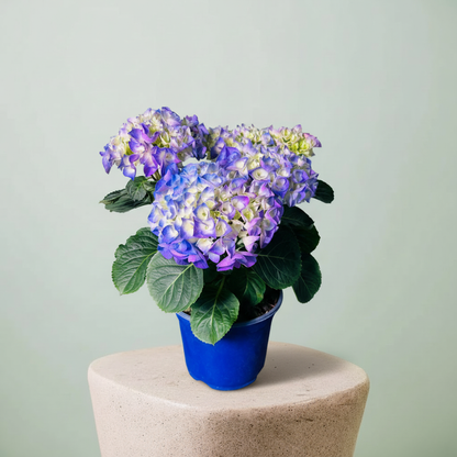 Hydrangea macrophylla Ortanca Canlı Bitki Mor Pembe Kırmızı Çiçekli | Dekoratif Bahçe ve Salon Bitkisi