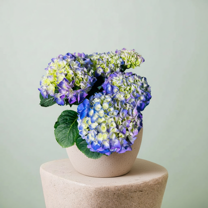 Hydrangea macrophylla Ortanca Canlı Bitki Mor Pembe Kırmızı Çiçekli | Dekoratif Bahçe ve Salon Bitkisi