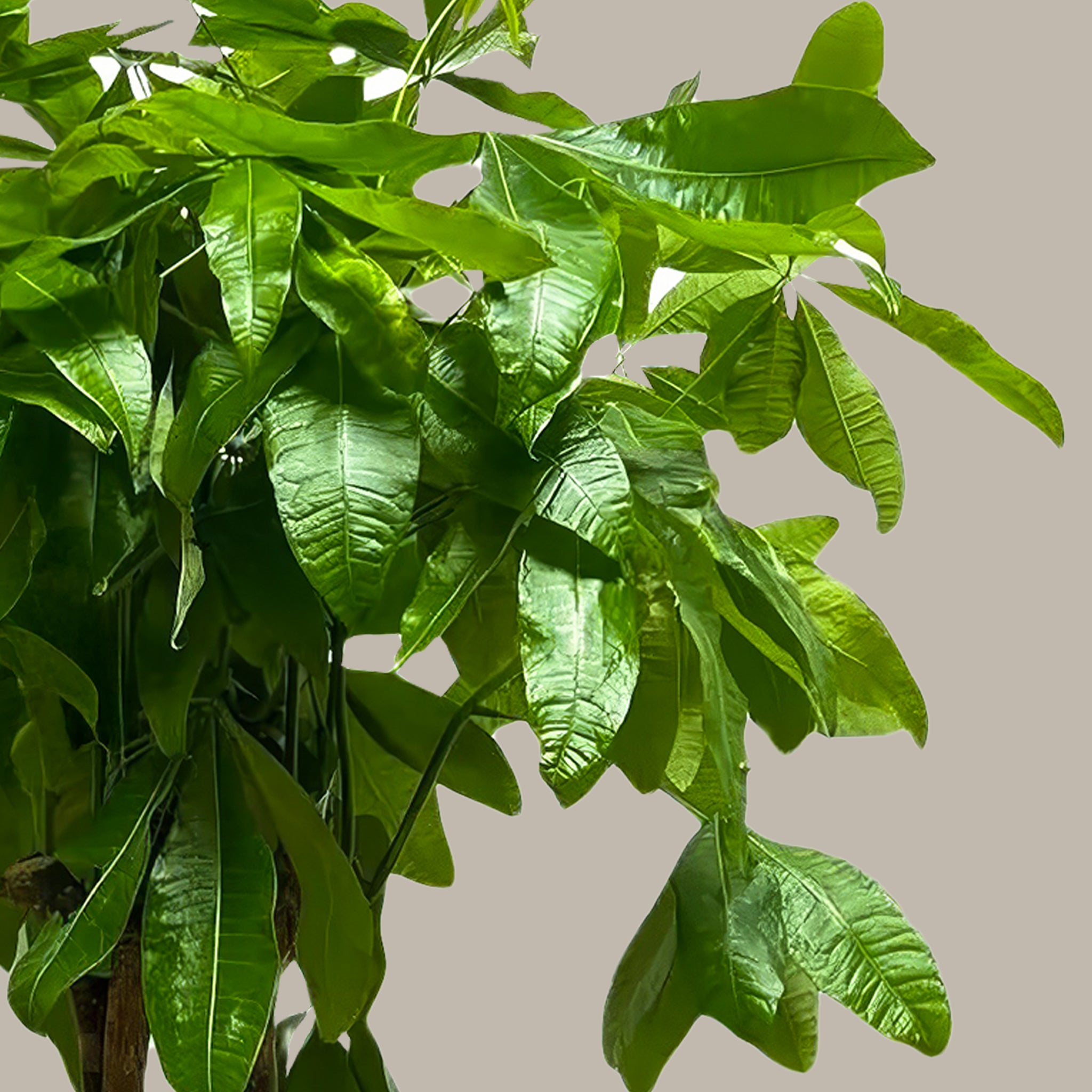 Para Ağacı Örgülü Large Pachira Aquatica