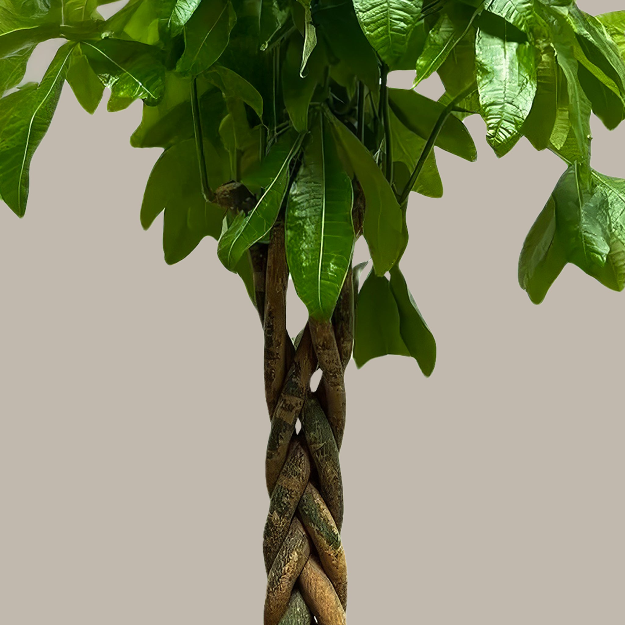 Para Ağacı Örgülü Large Pachira Aquatica