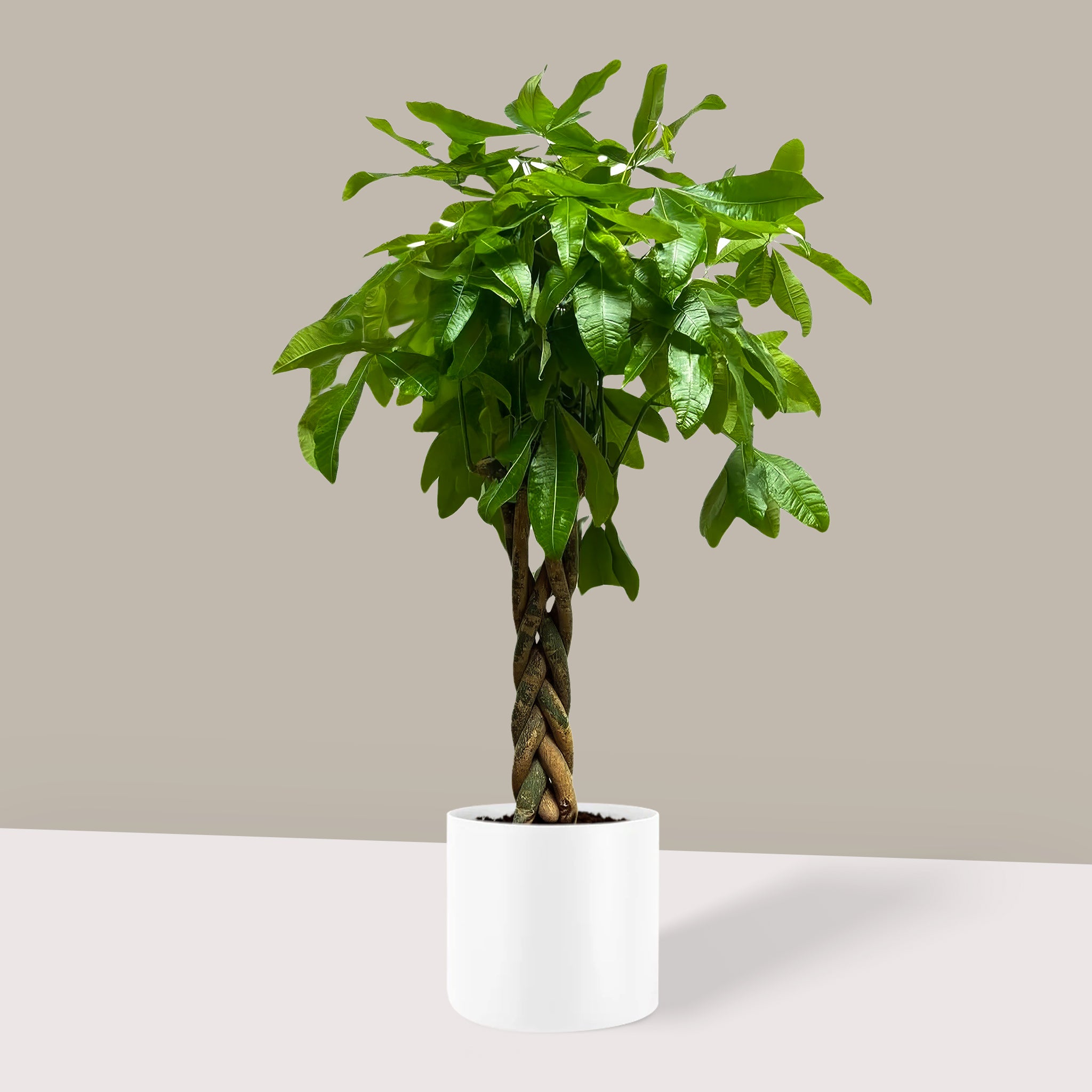 Para Ağacı Örgülü Large Pachira Aquatica