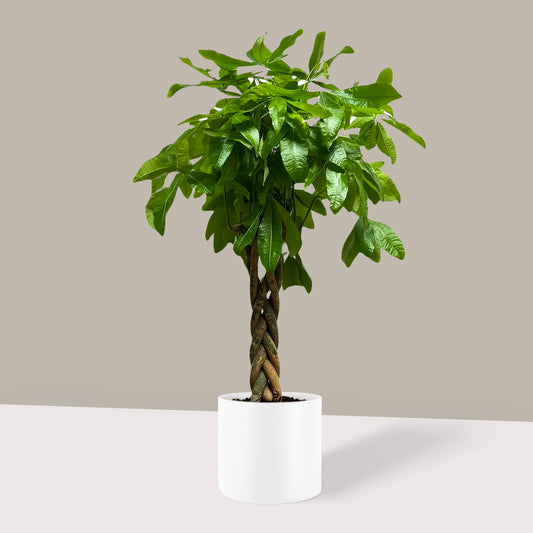 Para Ağacı Örgülü Large (Pachira Aquatica)